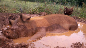 piggy
