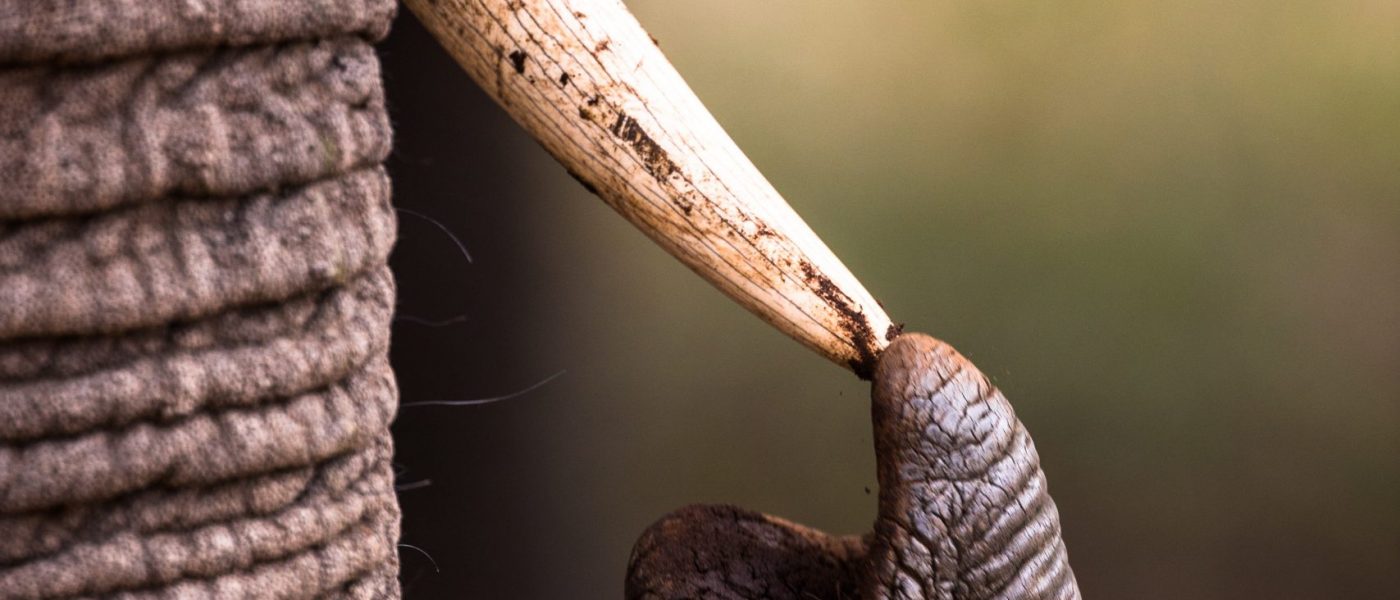 Elephant touching its tusk with its trunk_high res Elephant touching its tusk with its trunk_high res