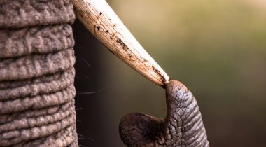 Elephant touching its tusk with its trunk_high res Elephant touching its tusk with its trunk_high res