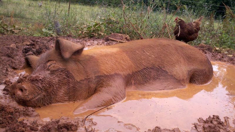 piggy