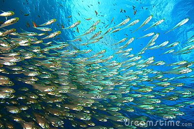 shoal-fish-16945373