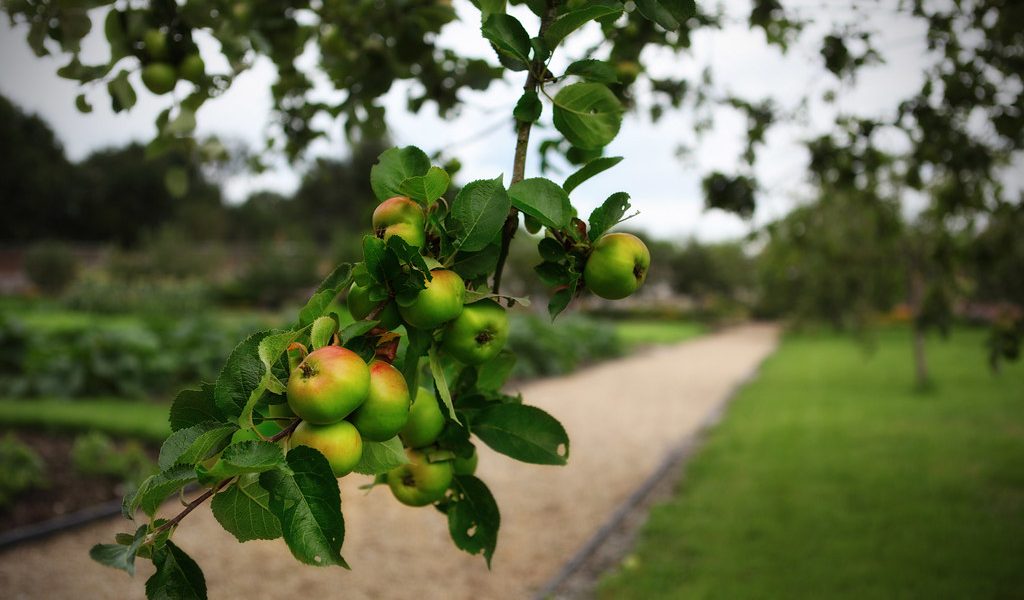 low_hanging_fruit