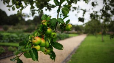 low_hanging_fruit