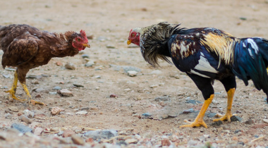 fight