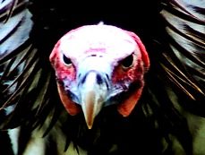 vulture